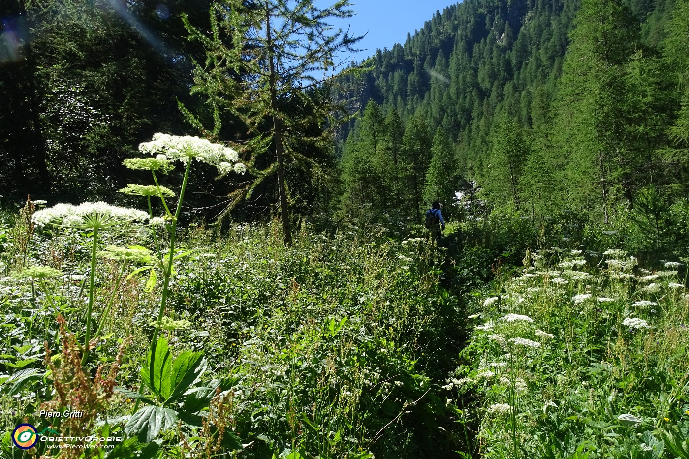 15  Sul sent. 301-305 nel bosco seguendo la valle .JPG